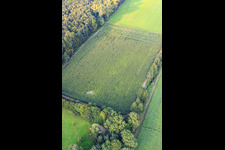 Photographie aérienne de Otterbachtal, camp de sangliers dans le champ de maïs à Kandel dans le département Rhénanie-Palatinat, Allemagne