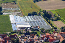 Vue aérienne de Jardinage sur Ziegelstr à le quartier Sondernheim in Germersheim dans le département Rhénanie-Palatinat, Allemagne