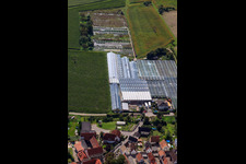 Vue aérienne de Jardinage sur Ziegelstr à le quartier Sondernheim in Germersheim dans le département Rhénanie-Palatinat, Allemagne