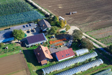 Vue aérienne de Récolte de citrouilles du Holderbühlerhof à Kandel dans le département Rhénanie-Palatinat, Allemagne
