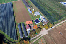 Vue aérienne de Récolte de citrouilles du Holderbühlerhof à Kandel dans le département Rhénanie-Palatinat, Allemagne