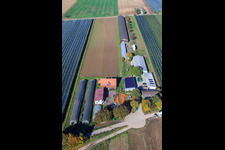 Photographie aérienne de Récolte de citrouilles du Holderbühlerhof à Kandel dans le département Rhénanie-Palatinat, Allemagne
