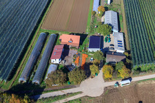 Vue oblique de Récolte de citrouilles du Holderbühlerhof à Kandel dans le département Rhénanie-Palatinat, Allemagne