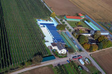 Vue aérienne de Ferme de fruits et d'asperges Zapf à Kandel dans le département Rhénanie-Palatinat, Allemagne