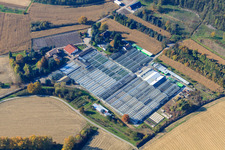 Géraniums Endisch GmbH à Hagenbach dans le département Rhénanie-Palatinat, Allemagne vue d'en haut