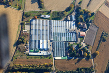 Géraniums Endisch GmbH à Hagenbach dans le département Rhénanie-Palatinat, Allemagne vue du ciel