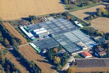 Enregistrement par drone de Géraniums Endisch GmbH à Hagenbach dans le département Rhénanie-Palatinat, Allemagne