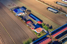 Fermes d'émigrants vers Rülzheim à Hördt dans le département Rhénanie-Palatinat, Allemagne hors des airs