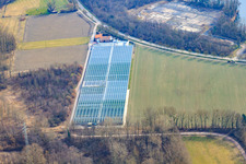 Vue aérienne de Nursery à le quartier Sondernheim in Germersheim dans le département Rhénanie-Palatinat, Allemagne
