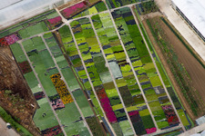 Vue aérienne de Pépinière de fleurs et de bordures vivaces à Bigguro à Castiglion Fiorentino dans le département Arezzo, Italie
