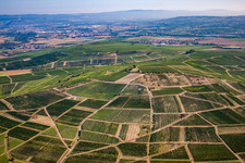 Vue aérienne de Domaine viticole Johanneshof/Korell sur Bosenberg à Pfaffen-Schwabenheim dans le département Rhénanie-Palatinat, Allemagne