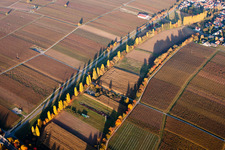 Vue aérienne de Rangée d'arbres automnales dans les vignes entre Walsheim et Knöringen à Knöringen dans le département Rhénanie-Palatinat, Allemagne