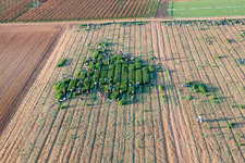 Vue aérienne de Déploiement de travail pour récolter la laitue avec des aides à la récolte sur des rangées de champs agricoles à Essingen dans le département Rhénanie-Palatinat, Allemagne