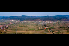 Vue aérienne de Perspective panoramique des vignobles du Haardtrand dans le quartier de Gimmeldingen à le quartier Königsbach in Neustadt an der Weinstraße dans le département Rhénanie-Palatinat, Allemagne
