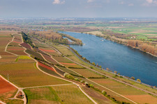 Vue aérienne de Vignobles au bord du Rhin dans le district de Rothenberg à Nackenheim dans le département Rhénanie-Palatinat, Allemagne