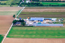 Weingarten dans le département Rhénanie-Palatinat, Allemagne vu d'un drone