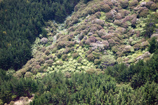 Vue oblique de Quartier Preece Point in Coromandel dans le département Waïkato, Nouvelle-Zélande