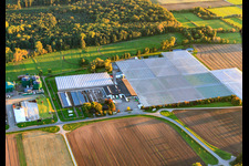Vue aérienne de Serres de Rudolf Sinn Jungpflanzen GmbH & Co. KG à le quartier Niederlustadt in Lustadt dans le département Rhénanie-Palatinat, Allemagne