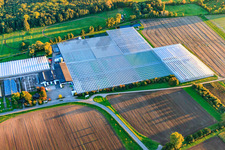 Vue aérienne de Serres de Rudolf Sinn Jungpflanzen GmbH & Co. KG à le quartier Niederlustadt in Lustadt dans le département Rhénanie-Palatinat, Allemagne