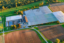 Photographie aérienne de Serres de Rudolf Sinn Jungpflanzen GmbH & Co. KG à le quartier Niederlustadt in Lustadt dans le département Rhénanie-Palatinat, Allemagne
