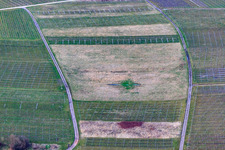 Photographie aérienne de Vignoble défriché à le quartier Ilbesheim in Ilbesheim bei Landau in der Pfalz dans le département Rhénanie-Palatinat, Allemagne