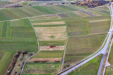 Vue oblique de Vignoble défriché à le quartier Ilbesheim in Ilbesheim bei Landau in der Pfalz dans le département Rhénanie-Palatinat, Allemagne