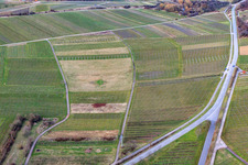 Vignoble défriché à le quartier Ilbesheim in Ilbesheim bei Landau in der Pfalz dans le département Rhénanie-Palatinat, Allemagne d'en haut