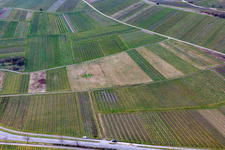 Vignoble défriché à le quartier Ilbesheim in Ilbesheim bei Landau in der Pfalz dans le département Rhénanie-Palatinat, Allemagne hors des airs
