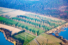 Vue aérienne de Des rangées de peupliers entre les champs à Durmersheim dans le département Bade-Wurtemberg, Allemagne