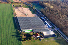Vue aérienne de Serres de Fehmel Gemüse à le quartier Dreihof in Essingen dans le département Rhénanie-Palatinat, Allemagne