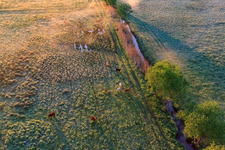 Vue oblique de Bovins au pâturage dans la réserve naturelle de Billigheimer Bruch à le quartier Mühlhofen in Billigheim-Ingenheim dans le département Rhénanie-Palatinat, Allemagne