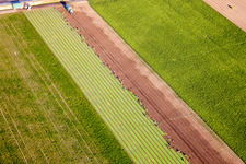 Vue aérienne de Opérations de récolte avec des machines agricoles lourdes - moissonneuses-batteuses et véhicules de récolte sur les champs agricoles à Mutterstadt dans le département Rhénanie-Palatinat, Allemagne