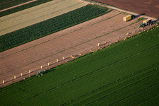 Vue aérienne de Récolte de machines agricoles lourdes - moissonneuses-batteuses et véhicules de récolte sur les champs agricoles à le quartier Böhl in Böhl-Iggelheim dans le département Rhénanie-Palatinat, Allemagne
