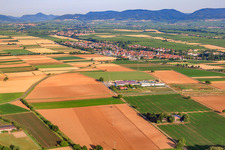 Vue aérienne de Culture de légumes - Dieter Stubenbordt d'Osten à Zeiskam dans le département Rhénanie-Palatinat, Allemagne