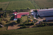 Photographie aérienne de Élevage de poulets Aussiedlerhof à Erlenbach bei Kandel dans le département Rhénanie-Palatinat, Allemagne