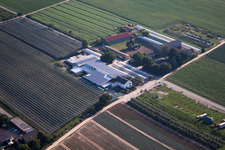 Vue d'oiseau de Ferme fruitière et café de ferme Zapf à Kandel dans le département Rhénanie-Palatinat, Allemagne