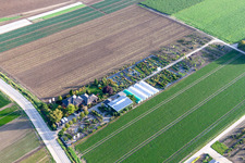 Vue aérienne de Pépinière Kruger à Mutterstadt dans le département Rhénanie-Palatinat, Allemagne