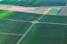 Vue oblique de Tour vigneronne de Houschder à le quartier Niederhochstadt in Hochstadt dans le département Rhénanie-Palatinat, Allemagne