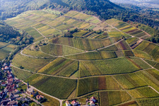 Châtaignier à Birkweiler dans le département Rhénanie-Palatinat, Allemagne depuis l'avion