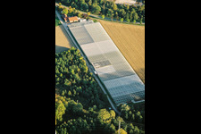 Vue aérienne de Jardinage à le quartier Sondernheim in Germersheim dans le département Rhénanie-Palatinat, Allemagne