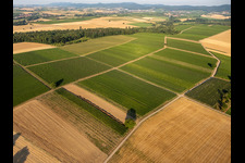 Photographie aérienne de Champs et vignobles autour de Billigheim à le quartier Ingenheim in Billigheim-Ingenheim dans le département Rhénanie-Palatinat, Allemagne
