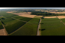 Vue aérienne de Champs et vignobles entre Barbelroth et Winden à Barbelroth dans le département Rhénanie-Palatinat, Allemagne