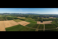 Vue oblique de Champs et vignobles autour de Billigheim à le quartier Ingenheim in Billigheim-Ingenheim dans le département Rhénanie-Palatinat, Allemagne