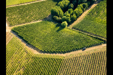 Vue aérienne de Vignes et buissons à le quartier Ingenheim in Billigheim-Ingenheim dans le département Rhénanie-Palatinat, Allemagne