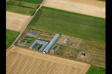 Vue aérienne de Culture de légumes à Steinweiler dans le département Rhénanie-Palatinat, Allemagne