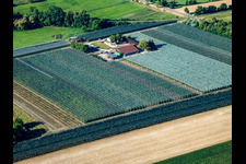 Asperges et Obsthof Gensheimer à Steinweiler dans le département Rhénanie-Palatinat, Allemagne d'en haut